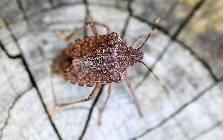 What To Do About Stink Bugs Around Your Mooresville Home