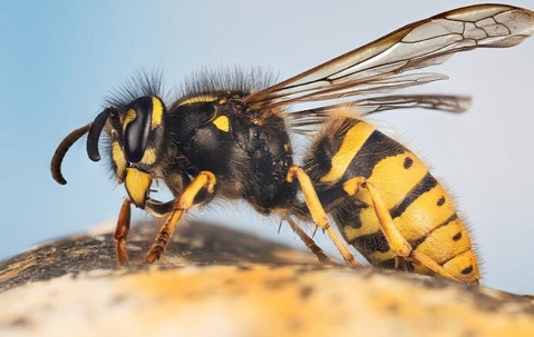 Blog - How Dangerous Are Yellow Jackets In Mooresville?