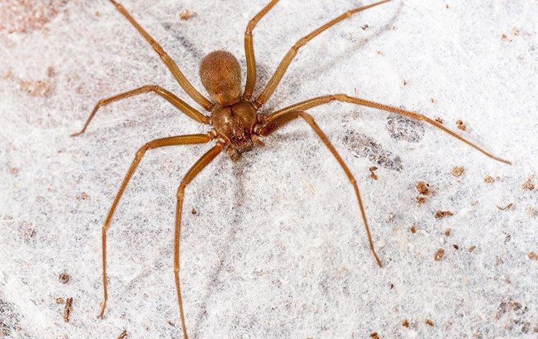 brown recluse spider on a hard surface