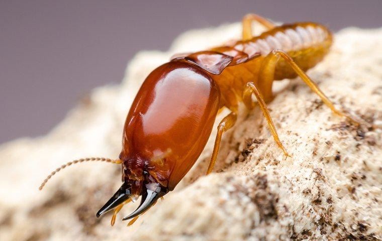 a-big-termite-on-saw-dust