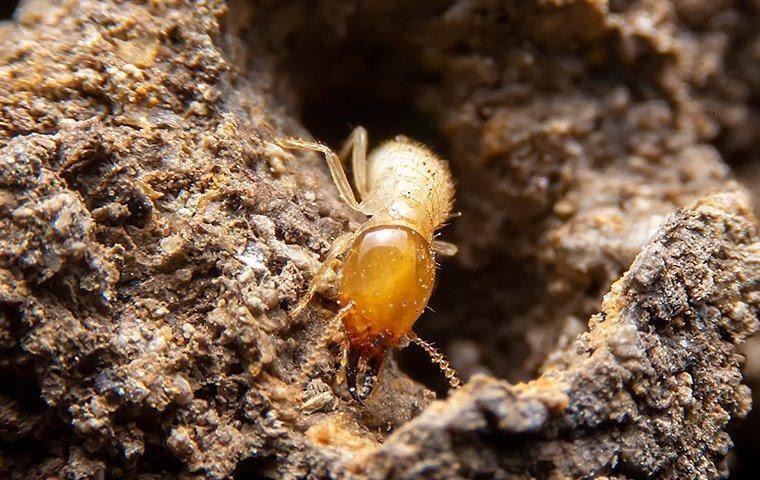 a-termite-crawling-in-wood-tunne