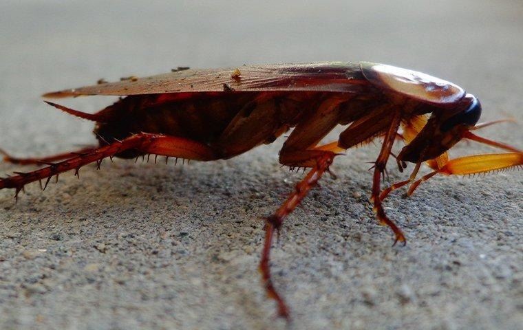 american-cockroach-in-a-basement