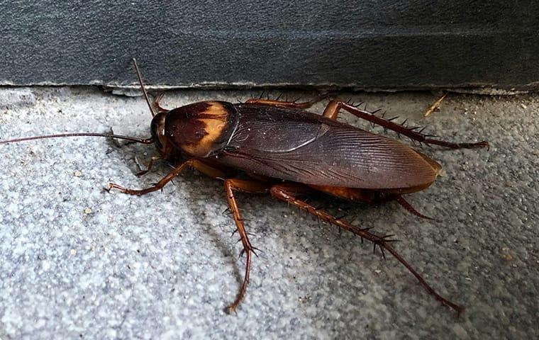 american-cockroach-in-basement-of-home