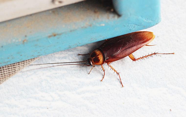 american-cockroach-near-a-window-in-a-home