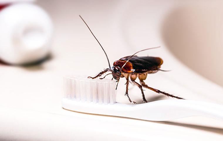 american-cockroach-on-a-toothbrush