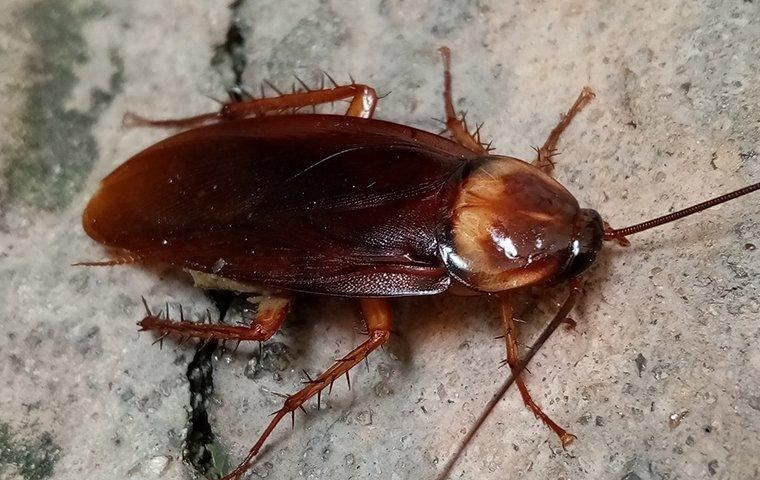american-cockroach-on-home-found