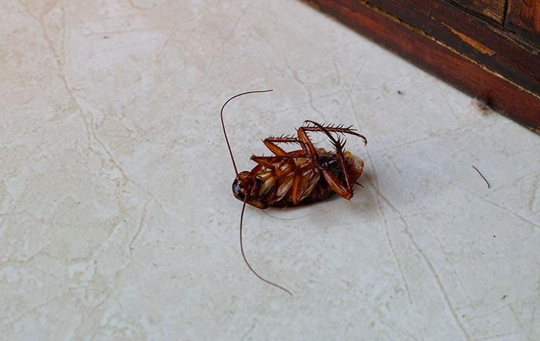 american-cockroach-upside-down-o