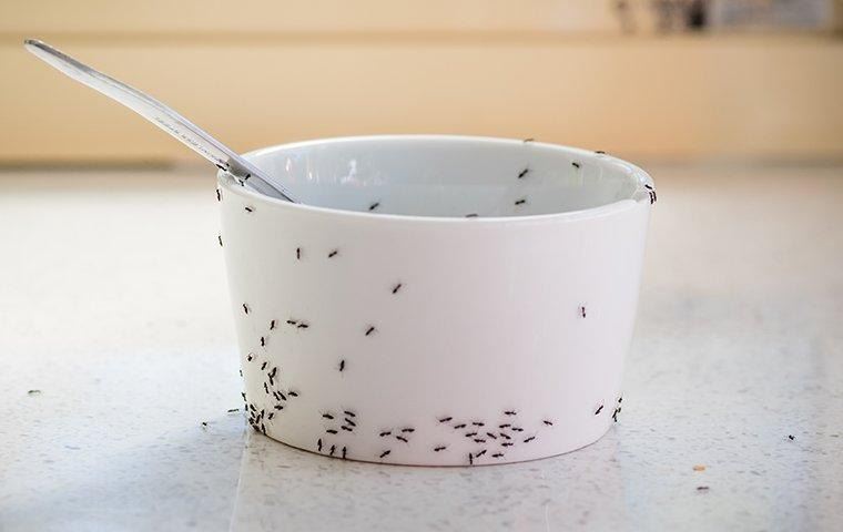 ant-infestation-pest-problem