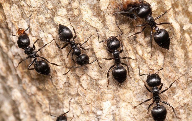 ant-infestation