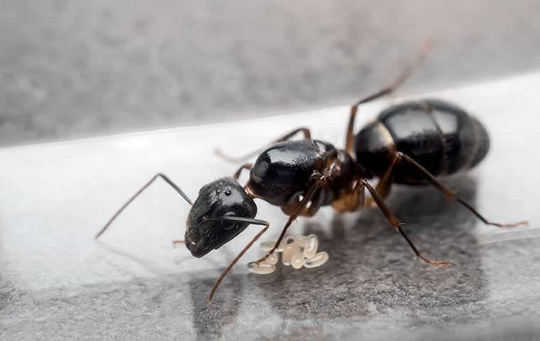 ant-on-mount-ulla-kitchen-counter