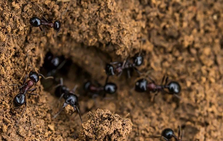 ants coming in and out of their colony