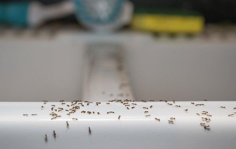 ants-crawling-in-kitchen
