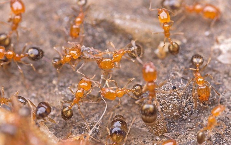 ants-on-an-ant-hill-6