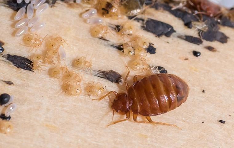 #1 Bed Bug Exterminator Buffalo NY