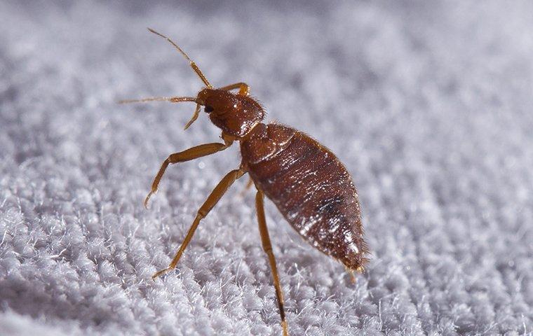bed-bug-control-st-louis