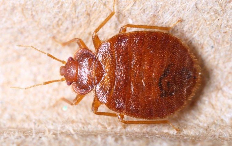 bed-bug-crawling-on-headboard