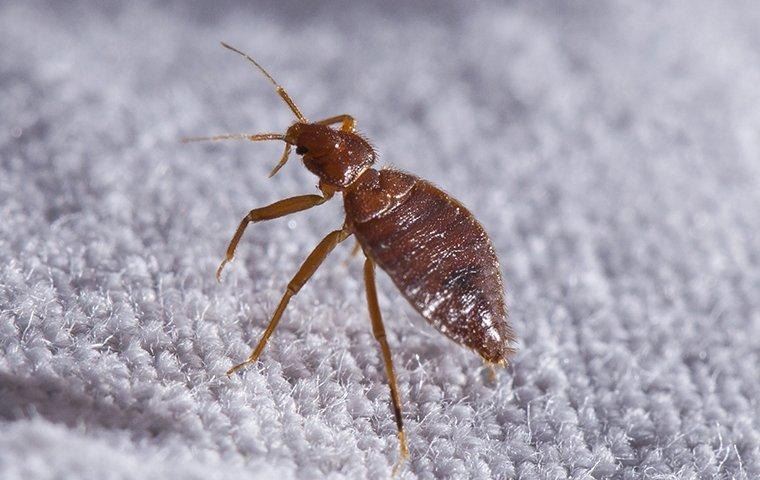 bed-bug-crawling-on-sheets