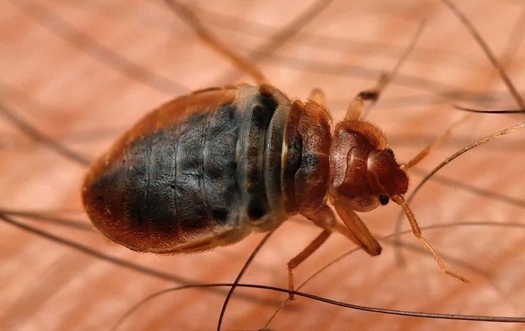 bed-bug-identifying-activity
