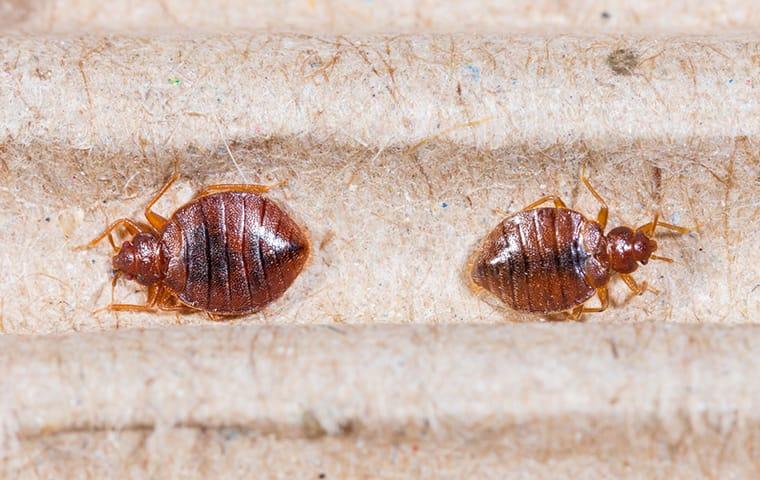 close up view of two bed bugs on mattress