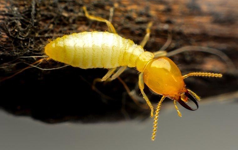 big-yellow-termite-on-wood