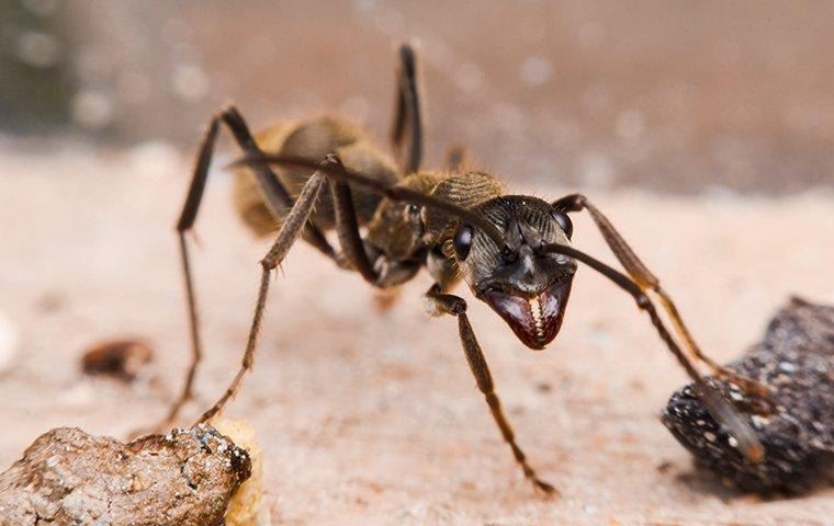 black-ant-up-close