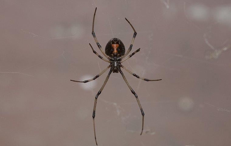 black-widow-spider-crawling-on-web