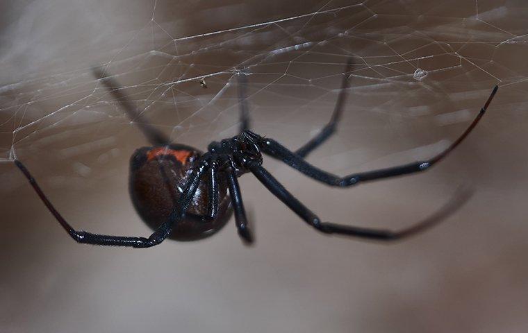 black-widow-spider-up-close-on-a-web-2