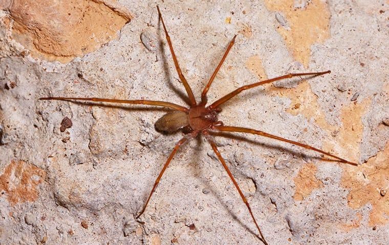brown-recluse-spider-crawling-2