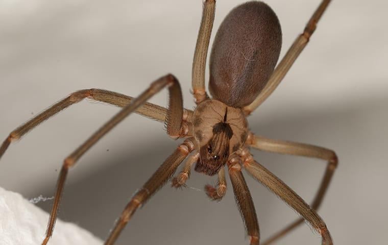 brown-recluse-spider-hanging