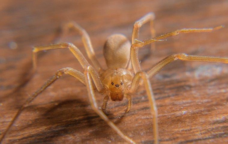 brown-recluse-spider-on-desk
