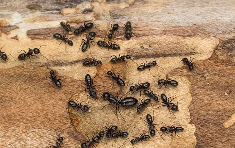 carpenter-ant-control-and-prevention