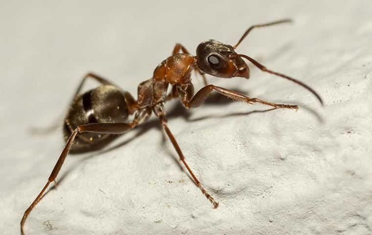 carpenter-ant-facing-right