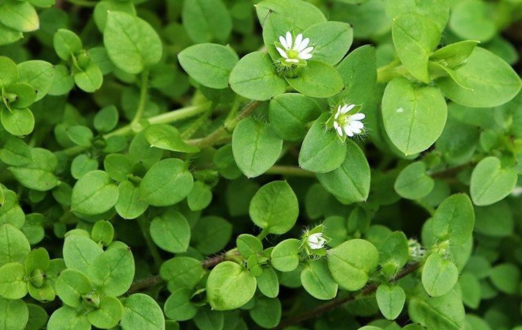 chickweed-infestation-in-yard