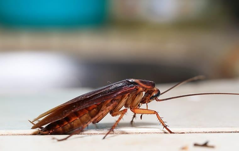 cockroach-columbia-md