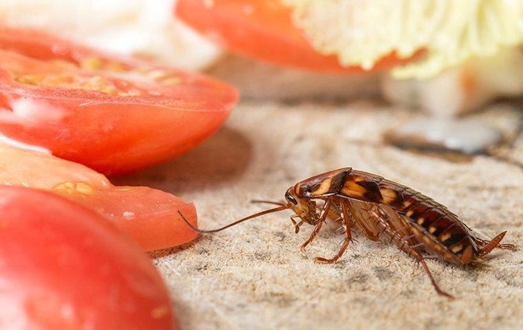 cockroach-crawling-in-kitchen