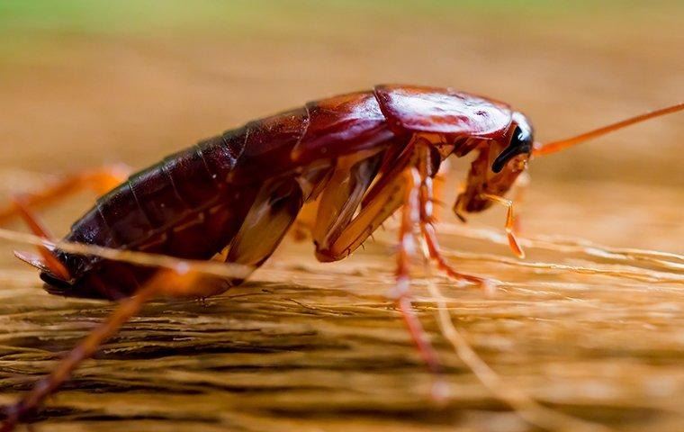 cockroach-crawling-on-broom