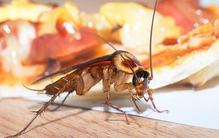 cockroach-eating-pizza