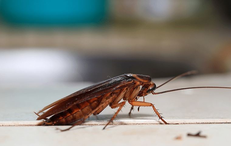 cockroach-in-home