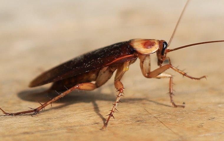 cockroach-on-table