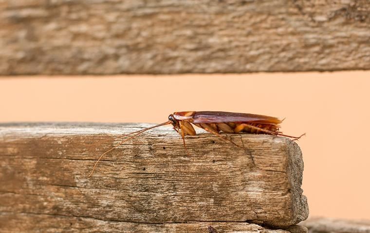 cockroach-outside-home