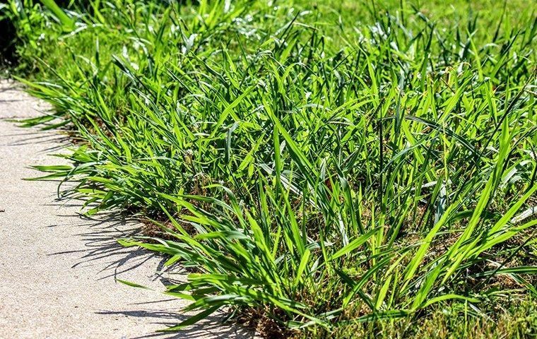 crab-grass-weeds-in-lawn
