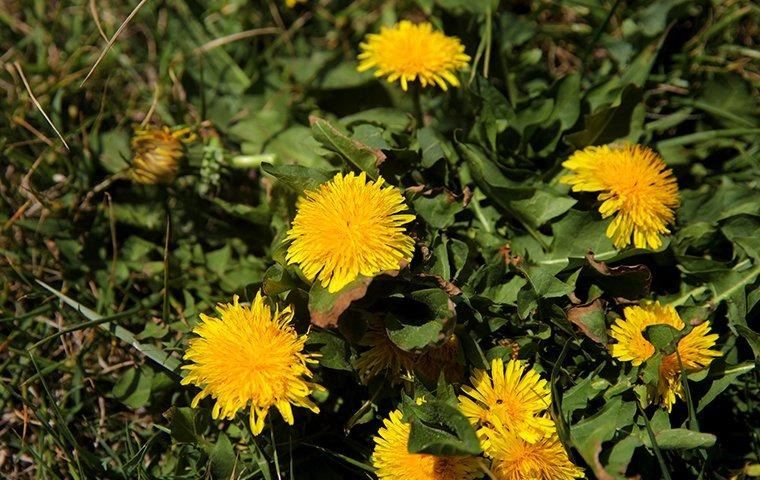 dandelion-weeds-in-the-lawn-2