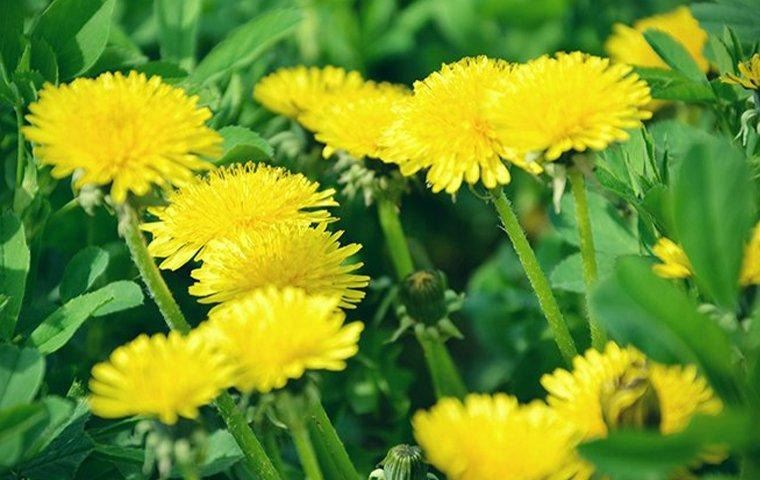 dandelions-weeds-in-lawn-growing