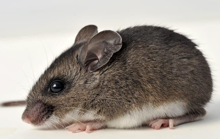 deer-mouse-rodent-prevention
