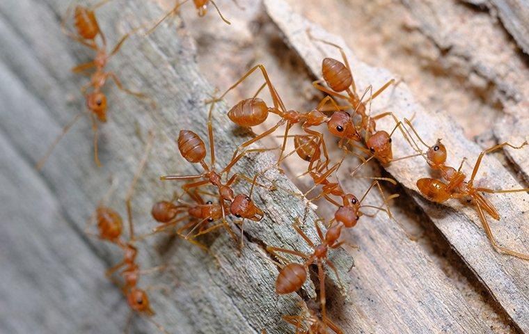 fire-ants-in-the-summer