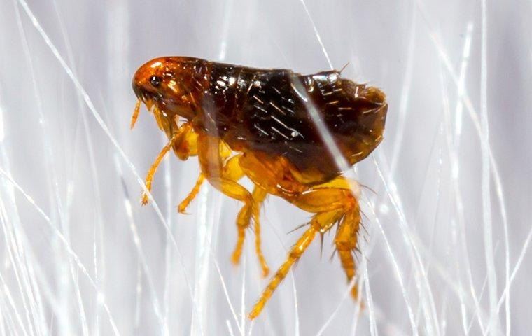 flea-active-in-winter