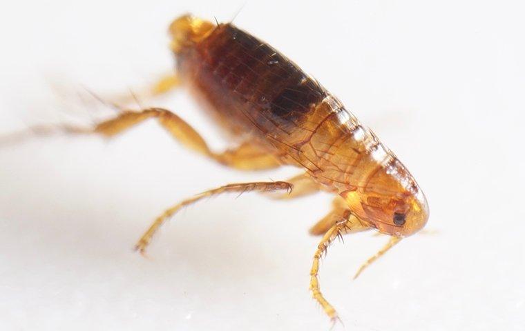 flea-infestation-2