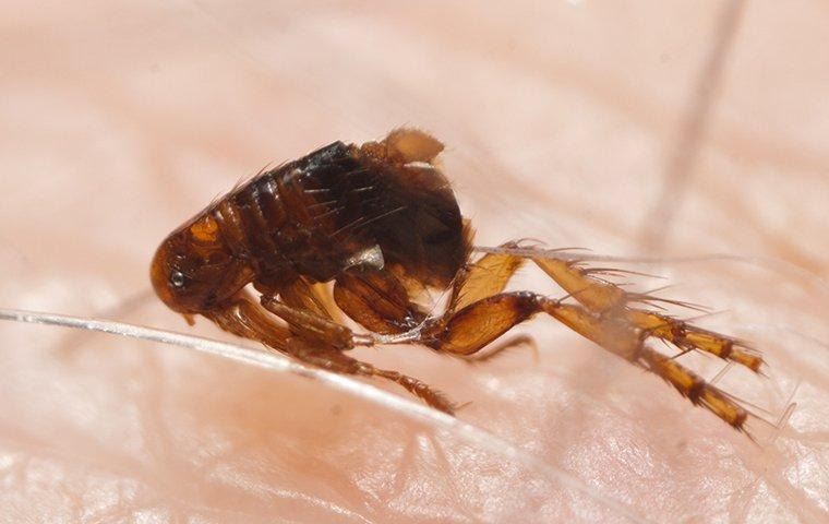 flea-jumping-on-human-skin
