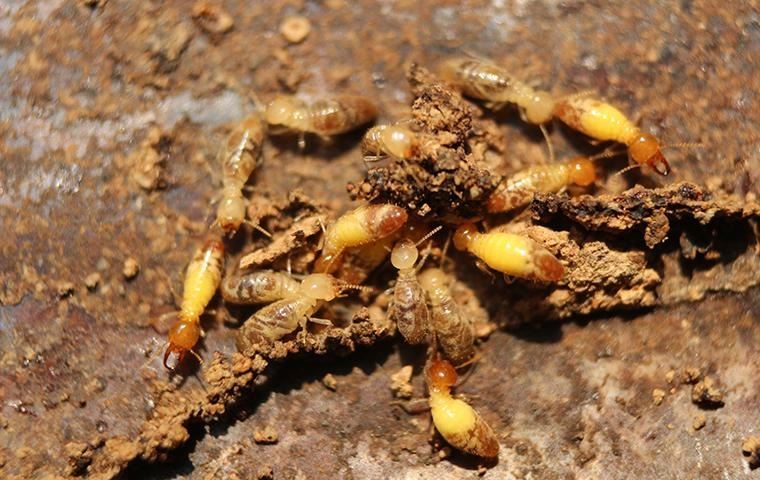 formosan-termites-near-home
