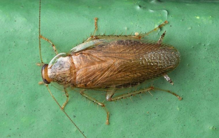 german-cockroach-crawling